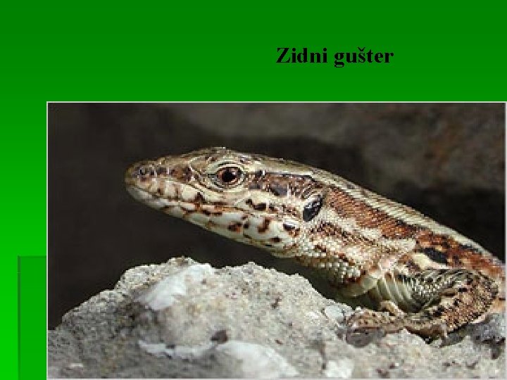 Zidni gušter 