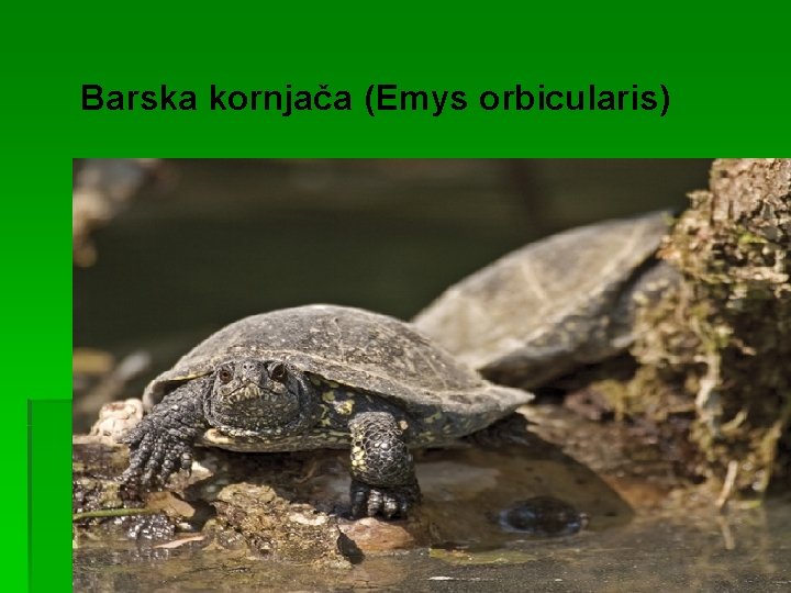Barska kornjača (Emys orbicularis) 