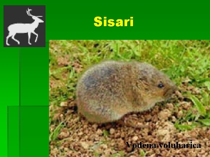 Sisari Vodena voluharica 