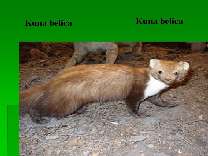 Kuna belica 