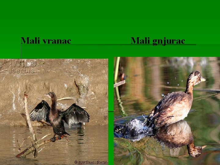 Mali vranac Mali gnjurac 