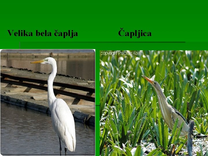 Velika bela čaplja Čapljica 