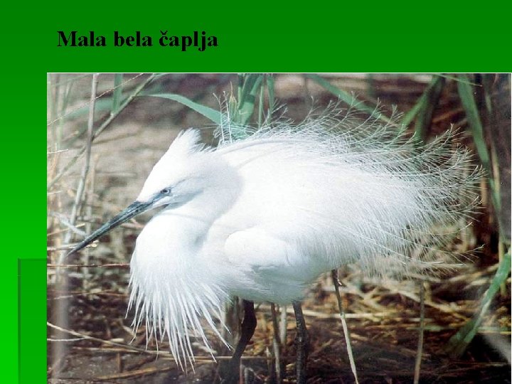 Mala bela čaplja 