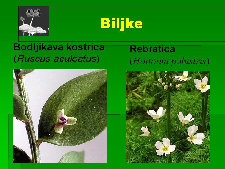 Biljke Bodljikava kostrica (Ruscus aculeatus) Rebratica (Hottonia palustris) 