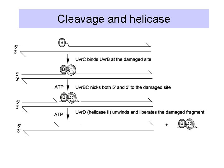 Cleavage and helicase 