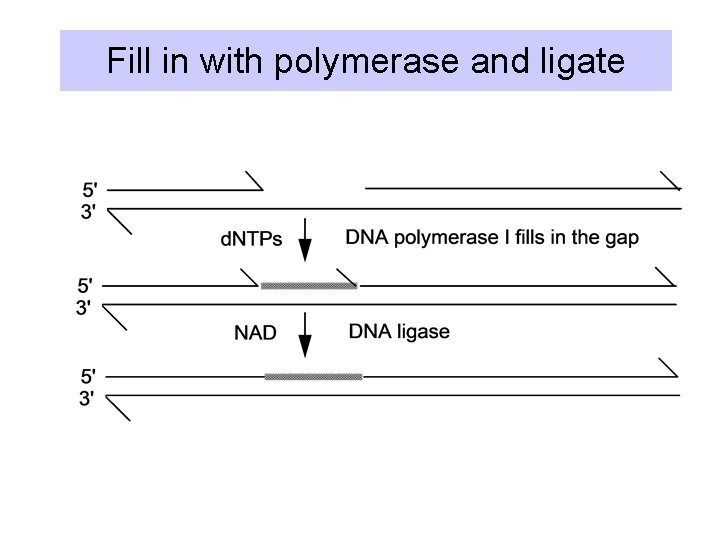 Fill in with polymerase and ligate 