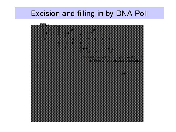 Excision and filling in by DNA Pol. I 