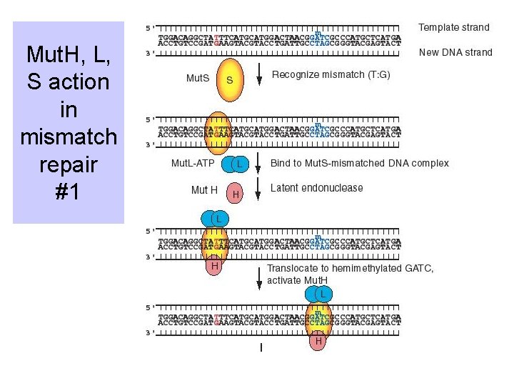 Mut. H, L, S action in mismatch repair #1 