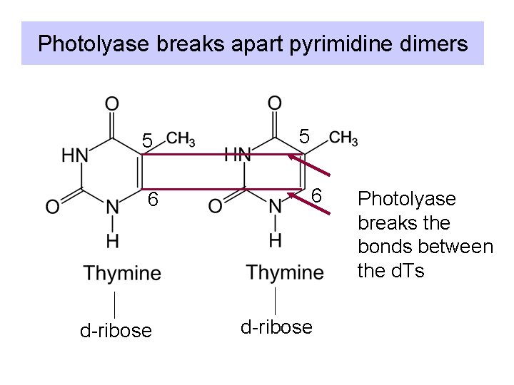 Photolyase breaks apart pyrimidine dimers 5 6 d-ribose Photolyase breaks the bonds between the