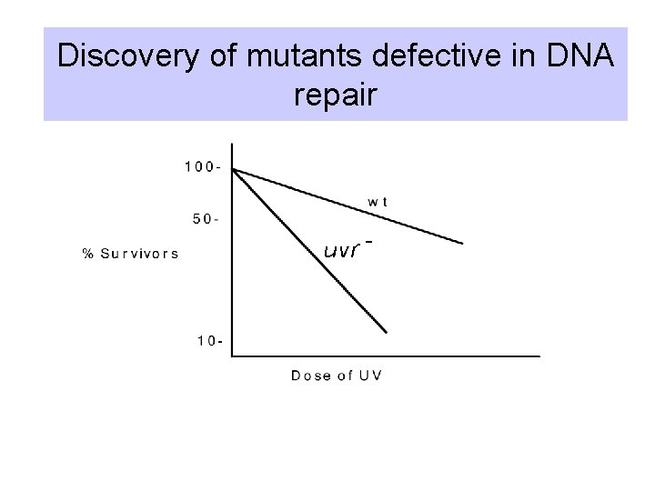 Discovery of mutants defective in DNA repair uvr - 