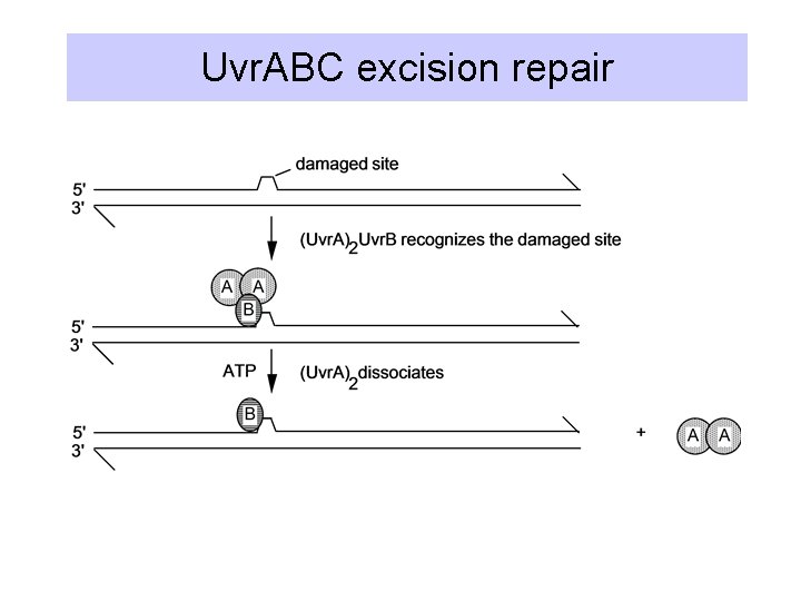 Uvr. ABC excision repair 