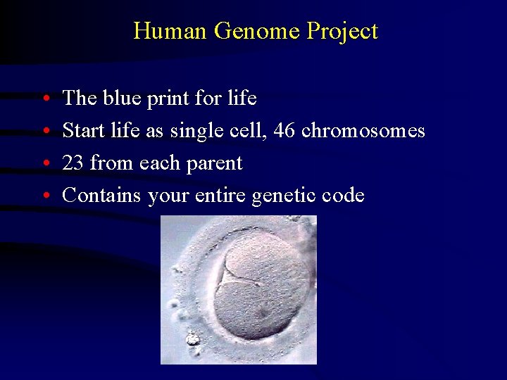 Human Genome Project • • The blue print for life Start life as single