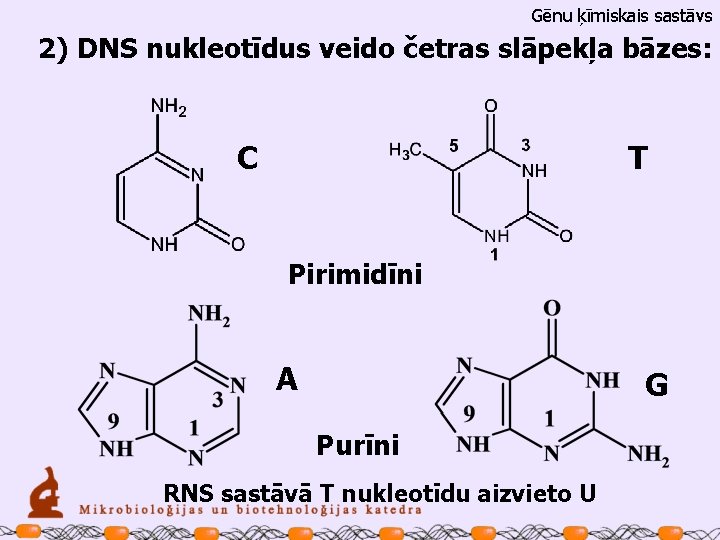 Gēnu ķīmiskais sastāvs 2) DNS nukleotīdus veido četras slāpekļa bāzes: C T Pirimidīni A