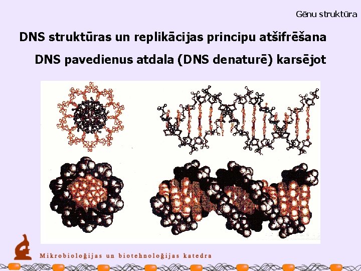 Gēnu struktūra DNS struktūras un replikācijas principu atšifrēšana DNS pavedienus atdala (DNS denaturē) karsējot