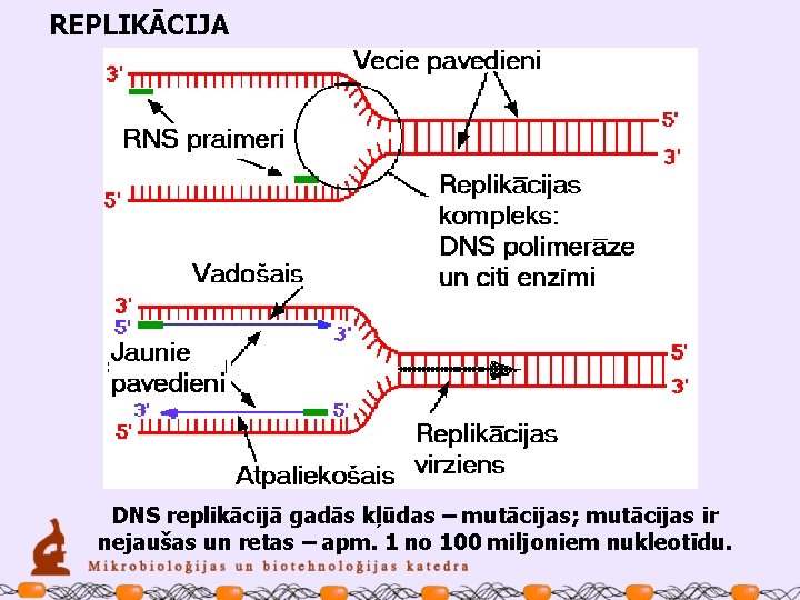 REPLIKĀCIJA DNS replikācijā gadās kļūdas – mutācijas; mutācijas ir nejaušas un retas – apm.