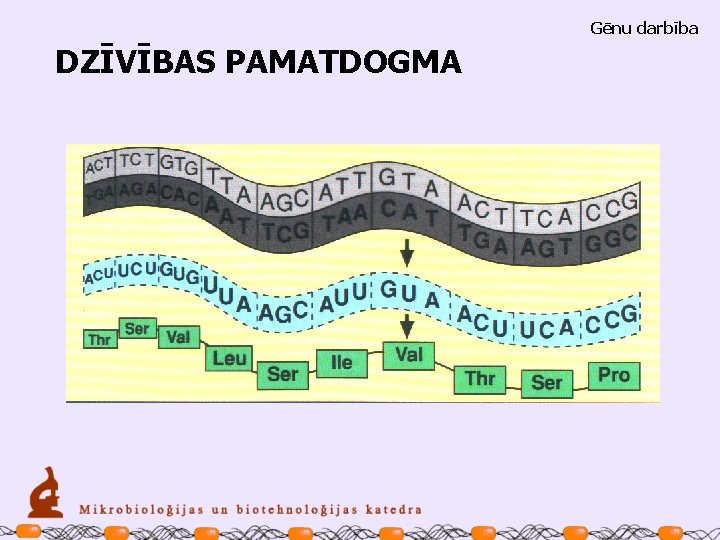 Gēnu darbība DZĪVĪBAS PAMATDOGMA 