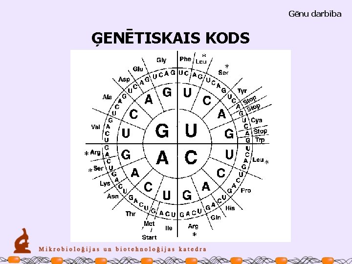 Gēnu darbība ĢENĒTISKAIS KODS 