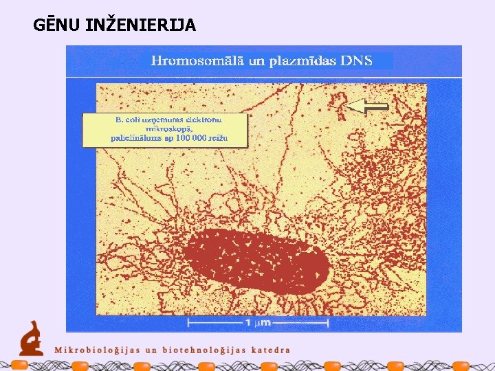 GĒNU INŽENIERIJA 