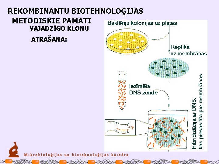REKOMBINANTU BIOTEHNOLOĢIJAS METODISKIE PAMATI VAJADZĪGO KLONU ATRAŠANA: 
