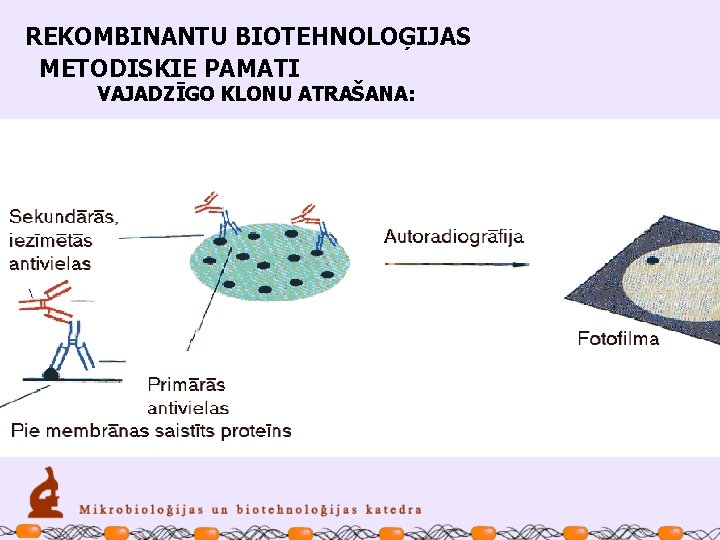 REKOMBINANTU BIOTEHNOLOĢIJAS METODISKIE PAMATI VAJADZĪGO KLONU ATRAŠANA: 