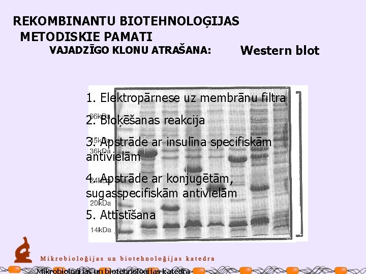 REKOMBINANTU BIOTEHNOLOĢIJAS METODISKIE PAMATI VAJADZĪGO KLONU ATRAŠANA: Western blot 1. Elektropārnese uz membrānu filtra