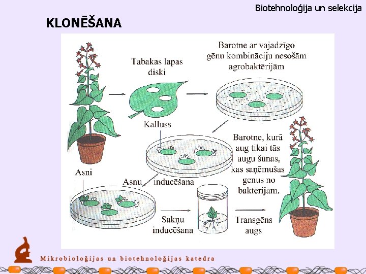Biotehnoloģija un selekcija KLONĒŠANA 