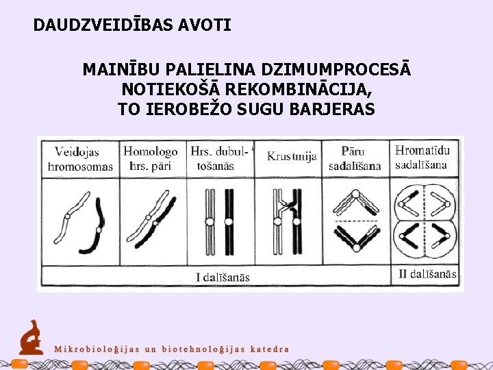 DAUDZVEIDĪBAS AVOTI MAINĪBU PALIELINA DZIMUMPROCESĀ NOTIEKOŠĀ REKOMBINĀCIJA, TO IEROBEŽO SUGU BARJERAS 