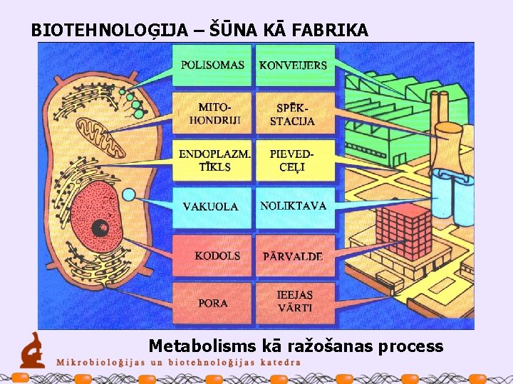BIOTEHNOLOĢIJA – ŠŪNA KĀ FABRIKA Metabolisms kā ražošanas process 