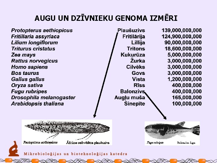 AUGU UN DZĪVNIEKU GENOMA IZMĒRI 