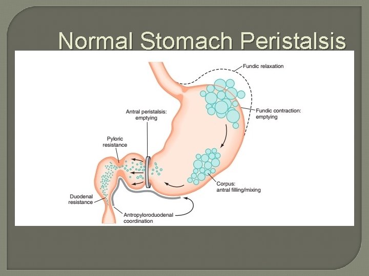 Normal Stomach Peristalsis 