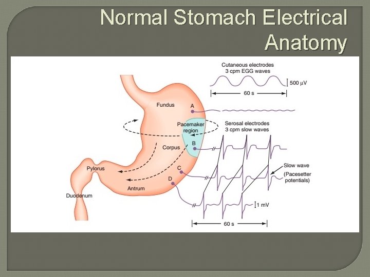 Normal Stomach Electrical Anatomy 