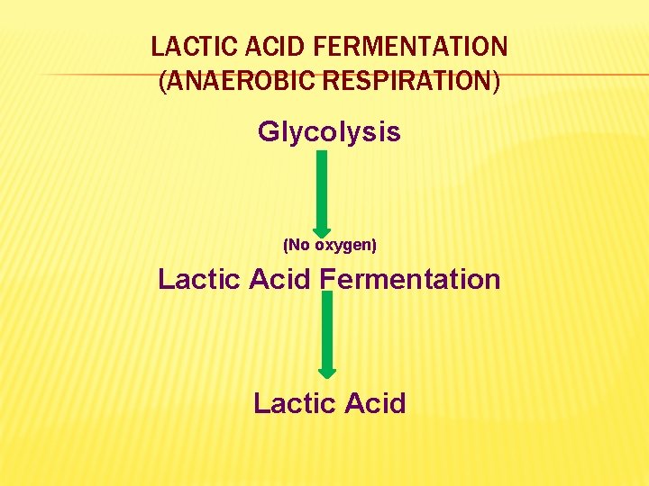 LACTIC ACID FERMENTATION (ANAEROBIC RESPIRATION) Glycolysis (No oxygen) Lactic Acid Fermentation Lactic Acid 
