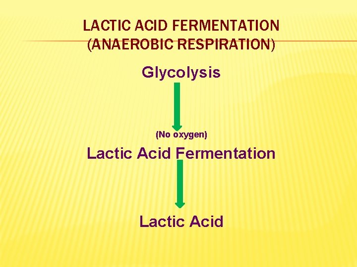 LACTIC ACID FERMENTATION (ANAEROBIC RESPIRATION) Glycolysis (No oxygen) Lactic Acid Fermentation Lactic Acid 