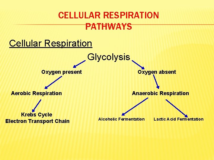 CELLULAR RESPIRATION PATHWAYS Cellular Respiration Glycolysis Oxygen present Aerobic Respiration Krebs Cycle Electron Transport