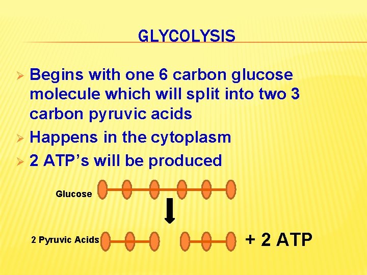 GLYCOLYSIS Begins with one 6 carbon glucose molecule which will split into two 3