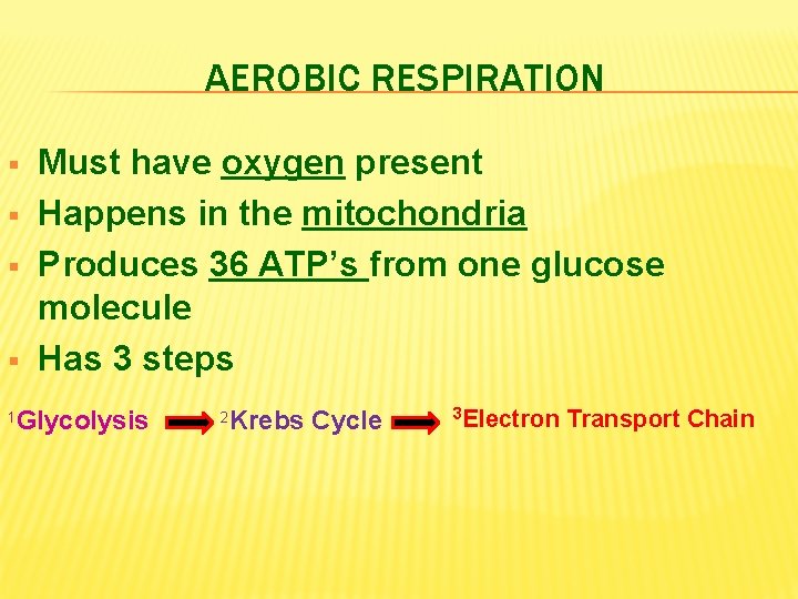 AEROBIC RESPIRATION § § 1 Must have oxygen present Happens in the mitochondria Produces