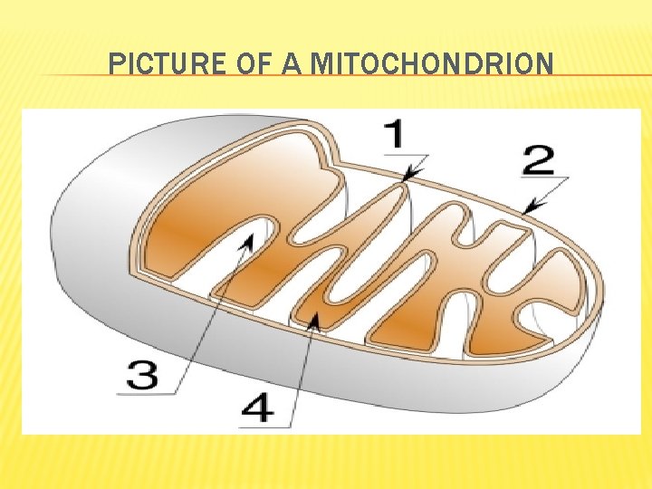 PICTURE OF A MITOCHONDRION 