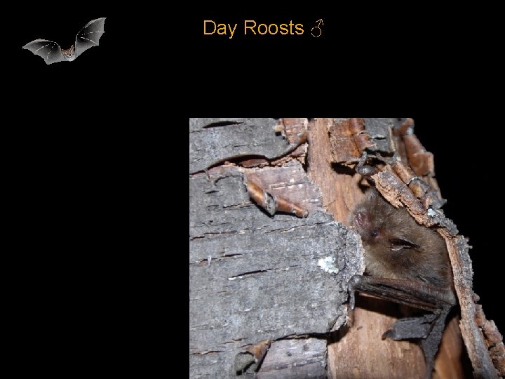 Day Roosts ♂ 