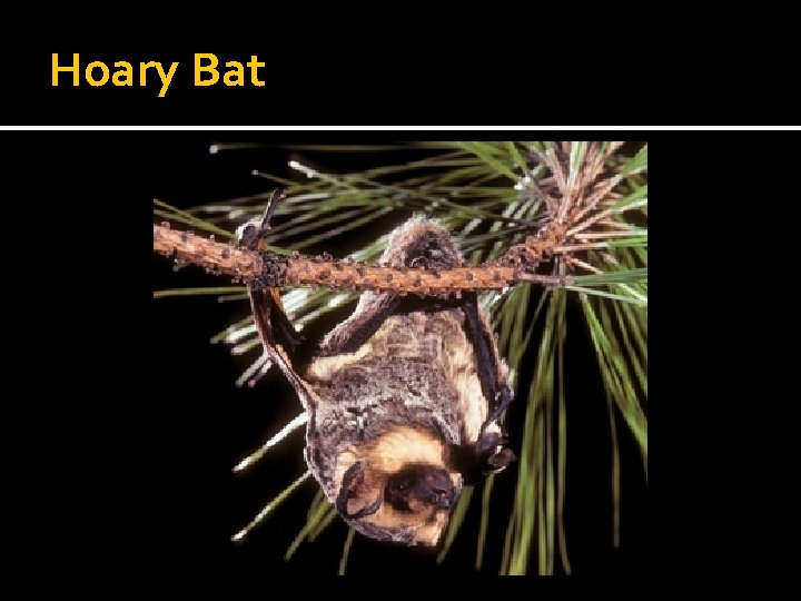 Hoary Bat 