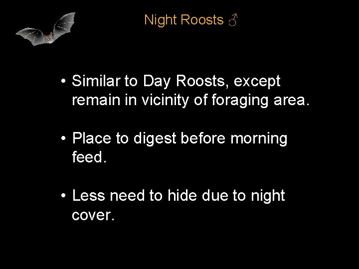 Night Roosts ♂ • Similar to Day Roosts, except remain in vicinity of foraging