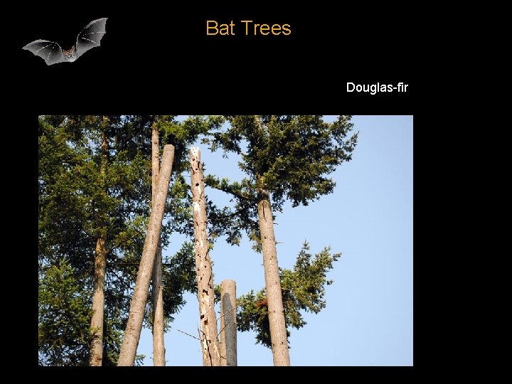Bat Trees Douglas-fir 