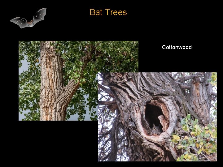 Bat Trees Cottonwood 