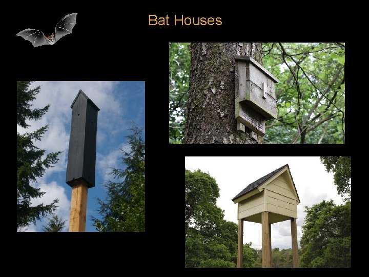 Bat Houses 