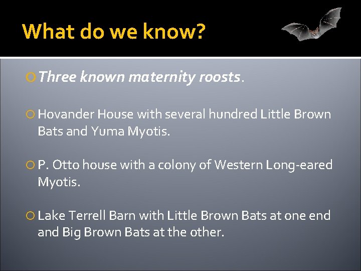 What do we know? Three known maternity roosts. Hovander House with several hundred Little