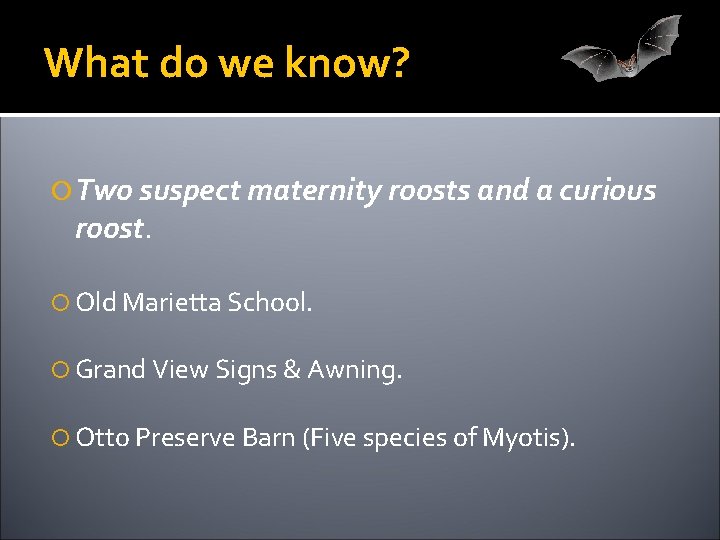 What do we know? Two suspect maternity roosts and a curious roost. Old Marietta