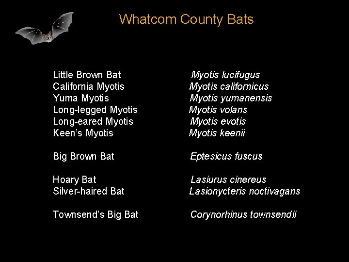 Whatcom County Bats Little Brown Bat California Myotis Yuma Myotis Long-legged Myotis Long-eared Myotis