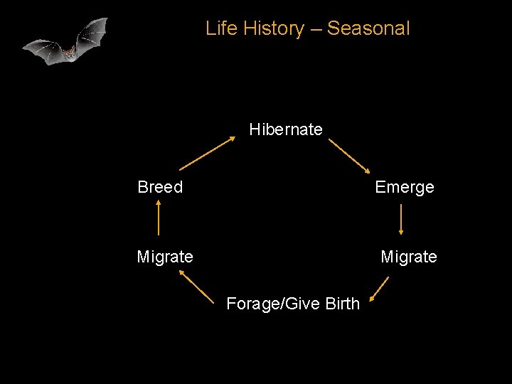 Life History – Seasonal Hibernate Breed Emerge Migrate Forage/Give Birth 