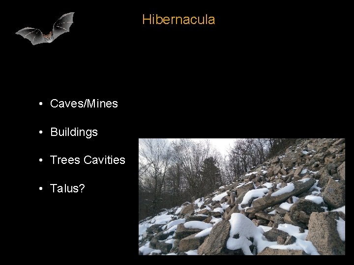 Hibernacula • Caves/Mines • Buildings • Trees Cavities • Talus? 