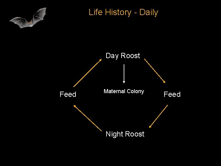 Life History - Daily Day Roost Feed Maternal Colony Night Roost Feed 