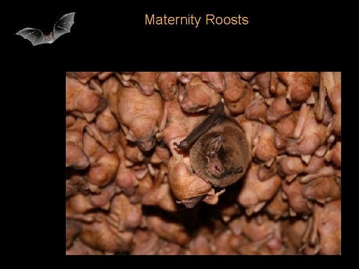 Maternity Roosts 